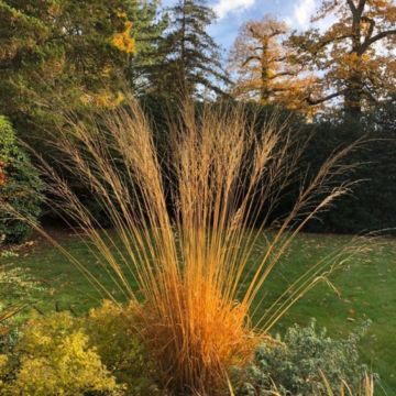 Calamagrostis corazon