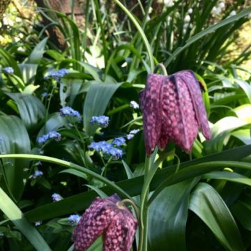 Fritillaria love